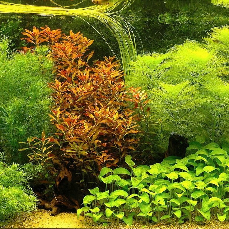 Выбор правильного грунта для аквариума с растениями