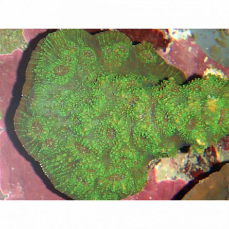 Оксипора зеленая (Oxypora sp.) на фото