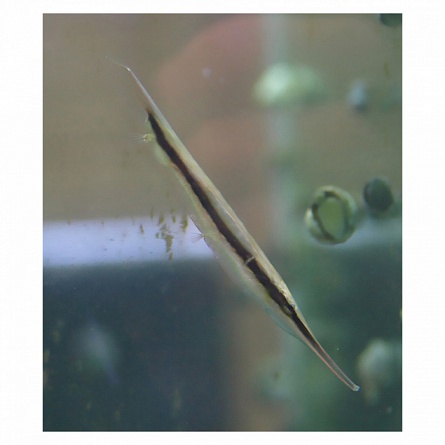 Кривохвостка обыкновенная, Морская уточка (Aeoliscus strigatus) на фото