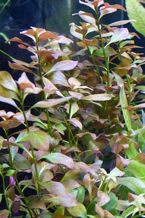 Людвигия болотная "Ludwigia palustris" (в пучке 5 шт) на фото