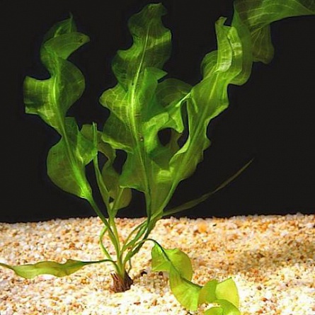 Апоногетон _ульвовидный, _"Морской салат"  Aponogeton ulvaceus [A. violaceus] на фото