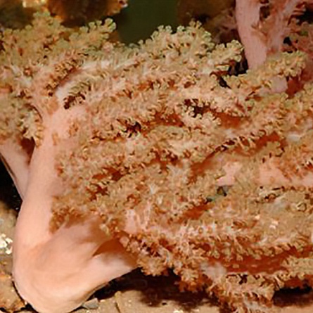 Капнелла Литофитон арбореум (Capnella imbricate, Lithophyton arboreum) на фото