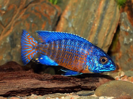 Аулонокара Ньяса - голубая  Aulonocara nyassae var. "Blue" (A."nyassae") на фото