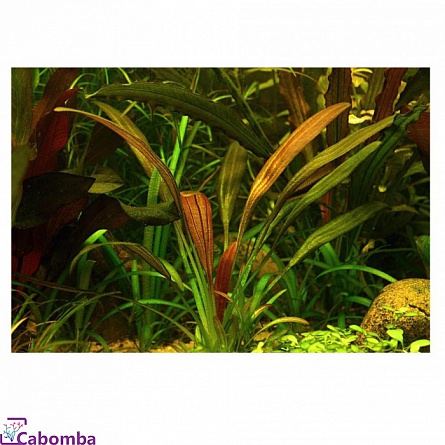 Эхинодорус Фантастический Цвет "Echinodorus Fantastic Color" в горшке на фото