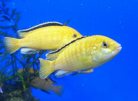 Лабидохромис церулиус - желтый//Labidochromis caeruleus var. "Yellow"// на фото
