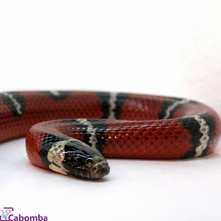 Молочная змея синалойская  "Lampropeltis triangulum sinaloae" на фото