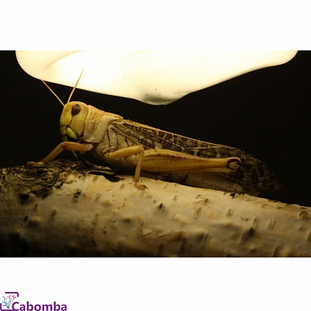 Саранча кормовая "Locusta migratoria/Schistocerca gregaria" на фото