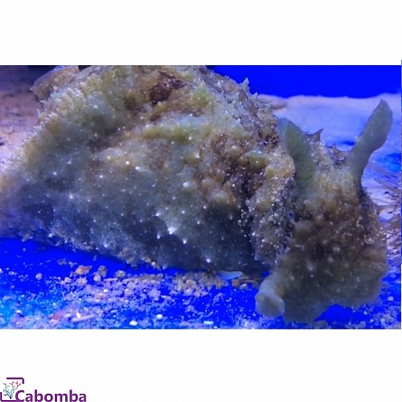 Заяц морской долабрифера (Dolabrifera dolabrifera) на фото