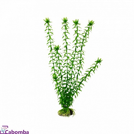 Пластиковое растение Элодея 10 см фирмы Barbus на фото