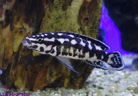 Юлидохромис транскриптус - масковый "Гомби" (Julidochromis transcriptus var. Gombi) на фото