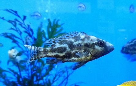 Хаплохромис Ливингстона  Nimbochromis livingstonii (Haplochromis livingstonii) на фото