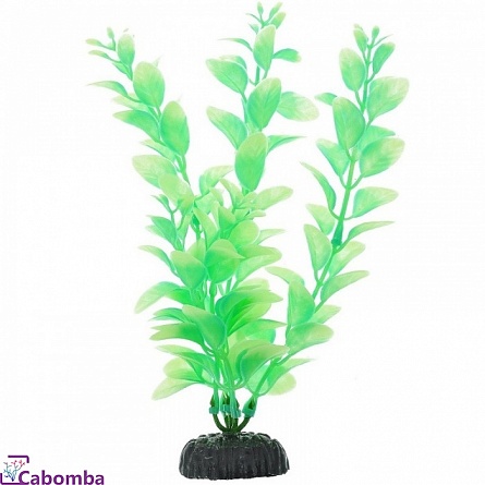 Растение светящееся в темноте Людвигия (20 см) Barbus на фото