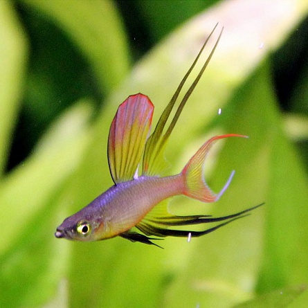 Ириатерина Вернера (Iriatherina werneri, Threadfin Rainbowfish) на фото
