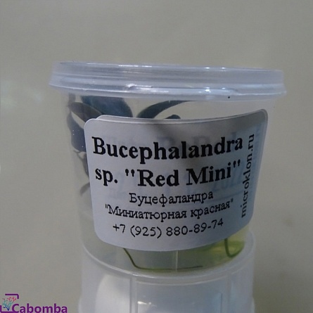 Буцефаландра "Миниатюрная красная" меристемная Bucephalandra sp. "Red Mini" на фото