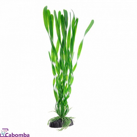 Пластиковое растение Валиснерия спиральная 10 см фирмы Barbus на фото