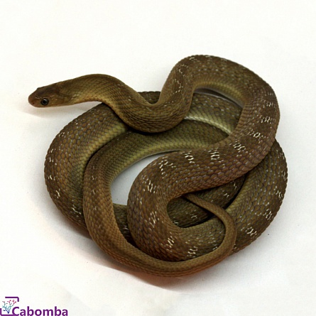 Яичная змея африканская Dasypeltis scabra на фото