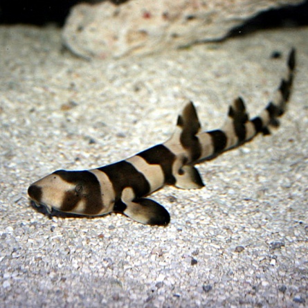 Акула кошачья коричневополосая (Chiloscyllium punctatum) на фото