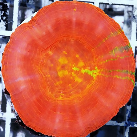 Сколимия оранжевая (Акантофиллия) (Scolymia sp., Acanthophyllia sp.) на фото