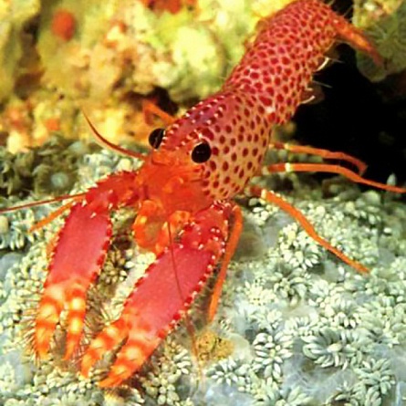 Омар рифовый красный (Enoplometopus occidentalis) на фото