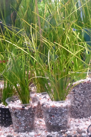Сагиттария шиловидная "Sagittaria subulata" (в пучке 10 шт) на фото