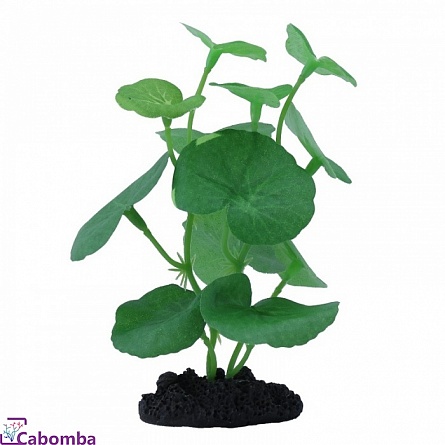 Растения PRIME Кардамин (12см) на фото