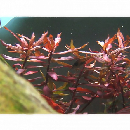 Несея красная "Nesaea sp. Red" (в пучке 5 шт) на фото