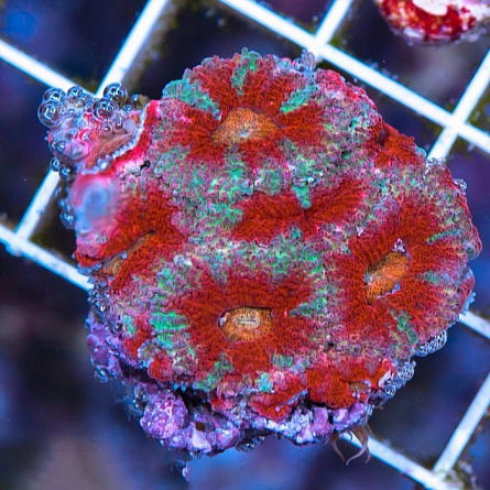 Микромусса красная (Micromussa sp. red) на фото