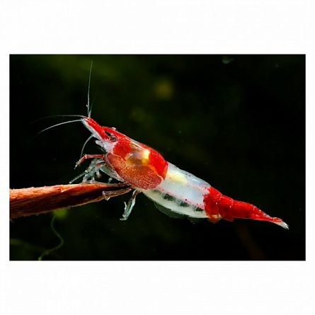Пресноводная креветка красно-белая, Креветка Рили, (Neocaridina heteropoda var. Rili) на фото
