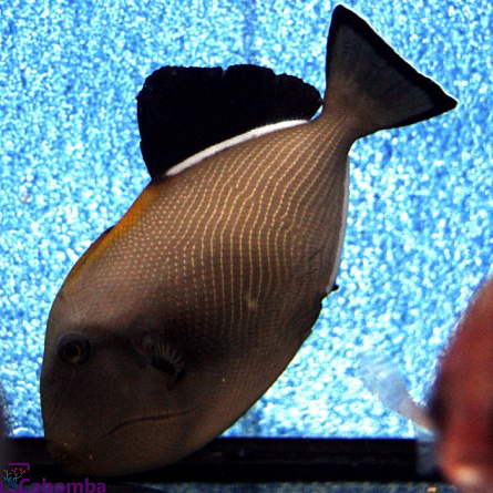 Спинорог мелихт черный "Melichthys niger" на фото