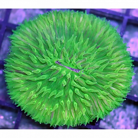 Фунгия зеленая, Коралл грибовидный (Fungia sp.) на фото