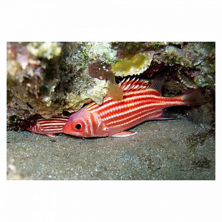 Рыба-белка (Sargocentron sp.) на фото