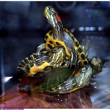 Красноухая  черепаха     “Trachemys scripta elegans”  на фото