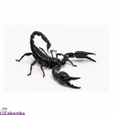 Азиатский лесной скорпион   “Heterometrus spinifer”  на фото