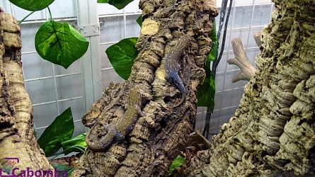 Геккон крупночешуйчатый пятнистый  “Geckolepis maculate”  на фото