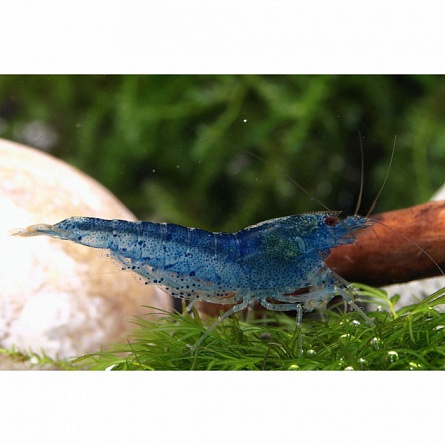 Креветка пресноводная голубая (Caridina sp.) на фото