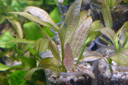 Эхинодорус Оцелот зеленый "Echinodorus Ozelot green" на фото