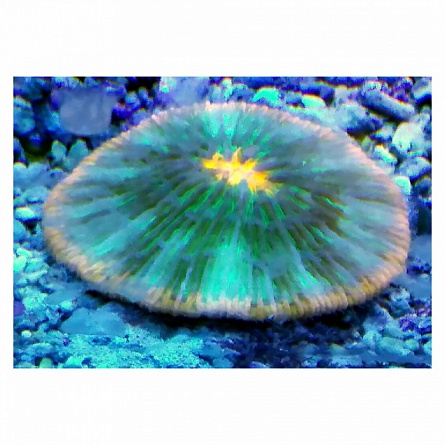 Фунгия трехцветная, Коралл грибовидный (Fungia sp.) на фото