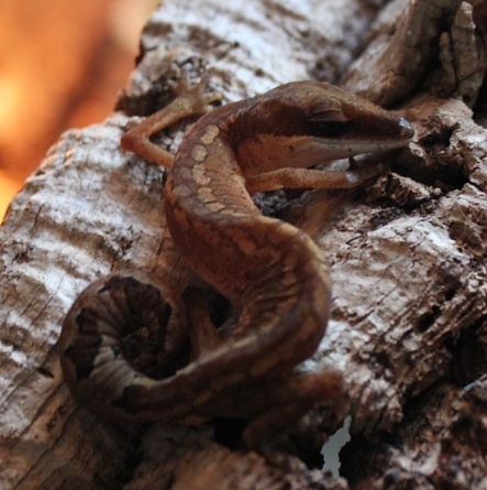 Кошачий геккон (эублефар)   “Aeluroscalabotes felinus”  на фото