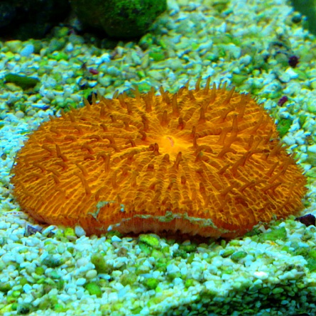 Фунгия оранжевая, Коралл грибовидный (Fungia sp.) на фото