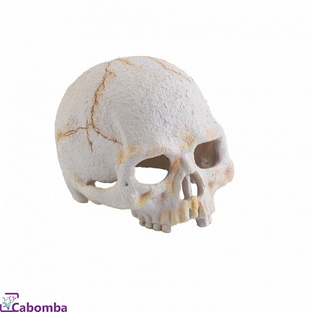 Укрытие грот для террариумов Hagen EXO TERRA “Primate Skull” (Череп примата малый) на фото