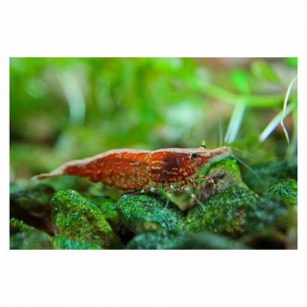Пресноводная креветка вишневая красная (Neocaridina denticulata sinensis var. Red, Neocaridina heteropoda) на фото