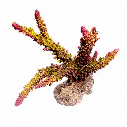 Коралл "REPLICA LIVE CORAL" (пластиковый, оранжевый, L220 x W120 x H170мм) на фото