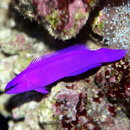 Псевдохромис Фридмана (Pseudochromis fridmani) на фото