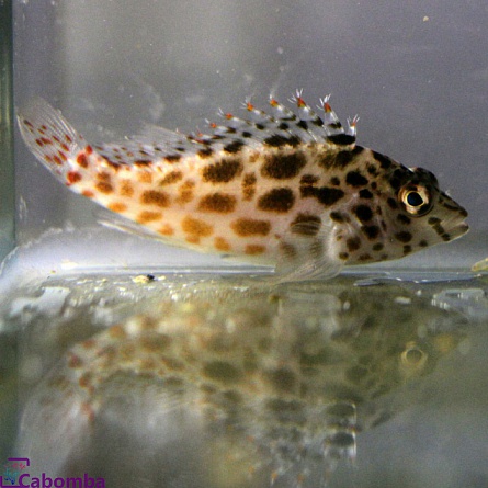 Кудрепер краснопятнистый "Cirrhitichthys aprinus" на фото