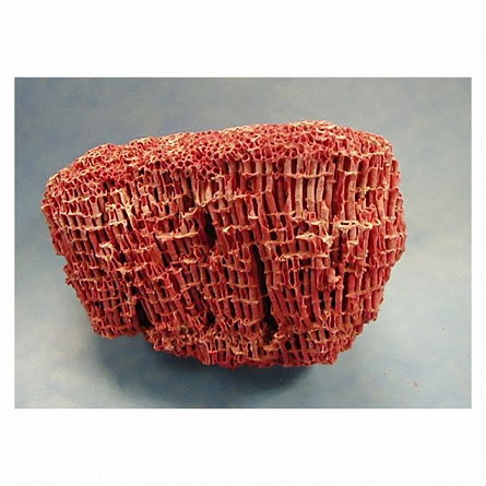 Тубипора-красный органчик (Tubipora musica) на фото