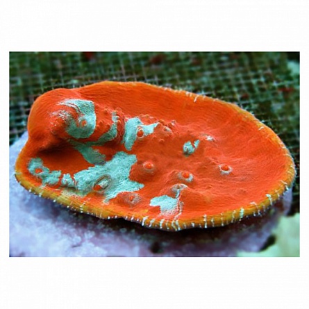 Оксипора оранжевая (Oxypora sp.) на фото
