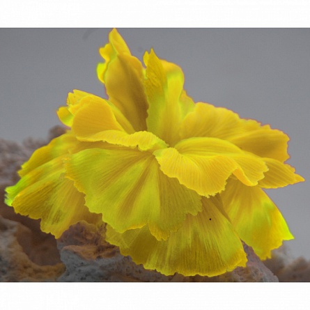 Декоративный коралл из силикона жёлтого цвета с керамической основой фирмы Vitality (14х11х9 см)  на фото