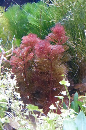 Кабомба вильчатая красная "Cabomba furcata C.piauhyensis, C.pubescens" (в пучке) на фото