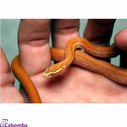 Домовая змея африканская Albino Boaedon fuliginosus купить с доставкой в  интернет-магазине Cabomba.ru