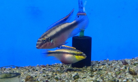Пельвикахромис крибенсис (Попугай, Крибенсис, Пульхер)  Pelvicachromis pulcher на фото